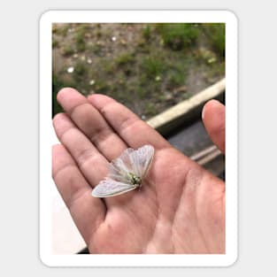 Dead White Moth  in Colombia Sticker